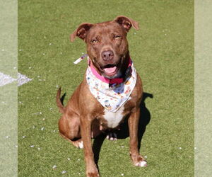 Mutt Dogs for adoption in Rockaway, NJ, USA