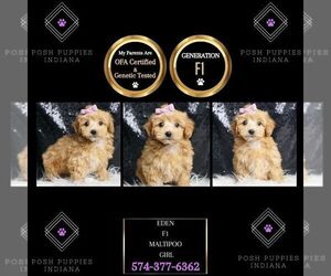 Maltipoo Puppy for sale in WARSAW, IN, USA