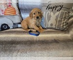 Small #4 Golden Retriever