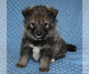 Pomsky Puppy for sale in DENTON, TX, USA
