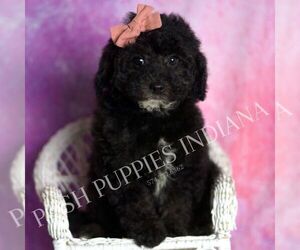 Medium Goldendoodle (Miniature)