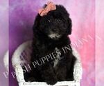 Puppy Praline Goldendoodle (Miniature)