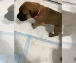 Small Photo #8 Mastiff Puppy For Sale in NEW BEDFORD, MA, USA
