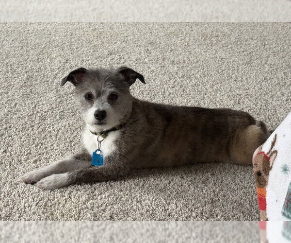 Medium Photo #5 Jack Russell Terrier-Unknown Mix Puppy For Sale in Mukwonago, WI, USA