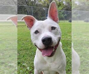 American Pit Bull Terrier-Unknown Mix Dogs for adoption in Murfreesboro, TN, USA