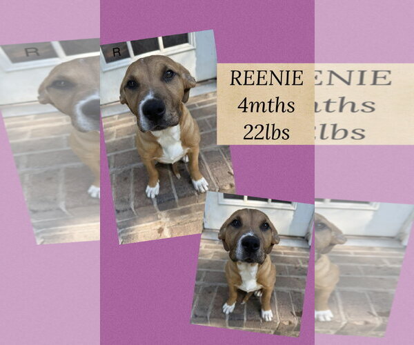 Medium Photo #1 Mutt Puppy For Sale in Woodbury, NY, USA