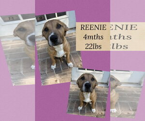 Mutt Dogs for adoption in Woodbury, NY, USA