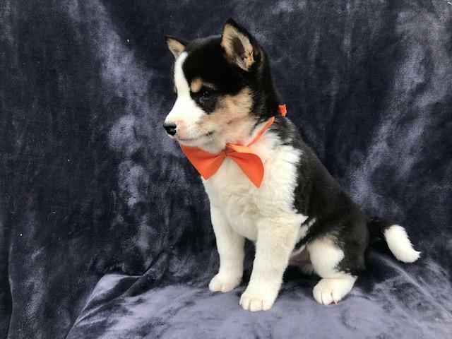 Medium Photo #3 Shiba Inu Puppy For Sale in ELDORA, PA, USA