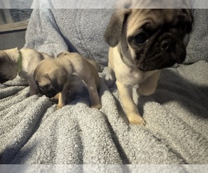 Pug Litter for sale in METAMORA, IN, USA