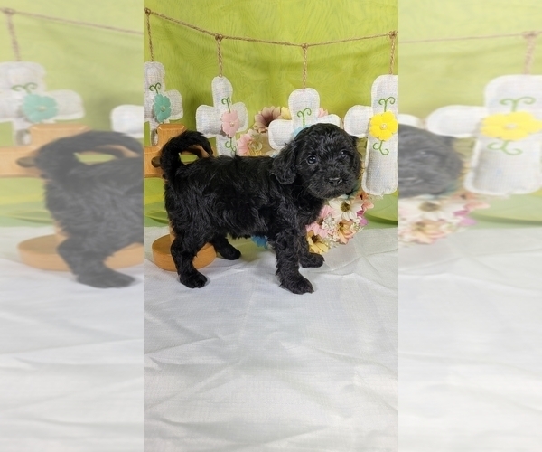 Medium Photo #2 Bernedoodle (Miniature) Puppy For Sale in BLACK FOREST, CO, USA