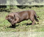 Small #8 Dachsador