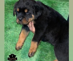Rottweiler Puppy for sale in VICTORVILLE, CA, USA