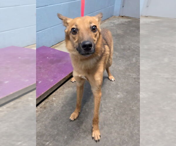 Medium Photo #5 Australian Shepherd-pomeranian spitz Mix Puppy For Sale in Evansville, IN, USA