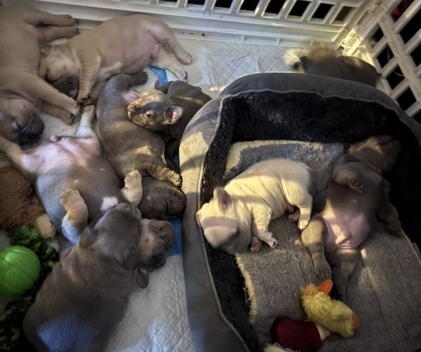 Medium Photo #1 French Bulldog Puppy For Sale in WEST HEMPSTEAD, NY, USA