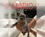 Puppy 1 French Bulldog
