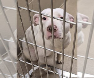 Mutt Dogs for adoption in Decatur, IL, USA