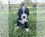 Puppy Cora Bernedoodle