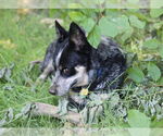 Small #4 Mutt