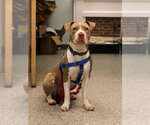 Small #1 American Staffordshire Terrier Mix