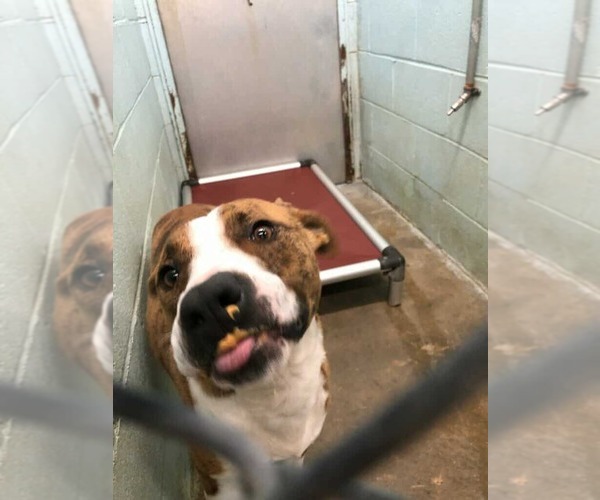 Medium Photo #3 Boxador Puppy For Sale in Orangeburg, SC, USA