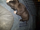 Small Photo #19 American Pit Bull Terrier Puppy For Sale in GRIFFIN, GA, USA