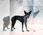 Small #2 Australian Kelpie-Pointer Mix