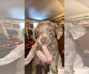Dachshund Puppy for sale in HART, MO, USA