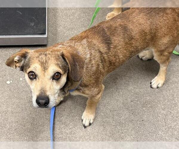 Medium Photo #1 Chihuahua-Unknown Mix Puppy For Sale in HESPERIA, CA, USA