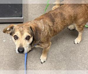 Chihuahua-Unknown Mix Dogs for adoption in HESPERIA, CA, USA