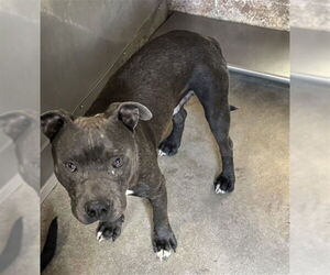 Mutt Dogs for adoption in San Bernardino, CA, USA