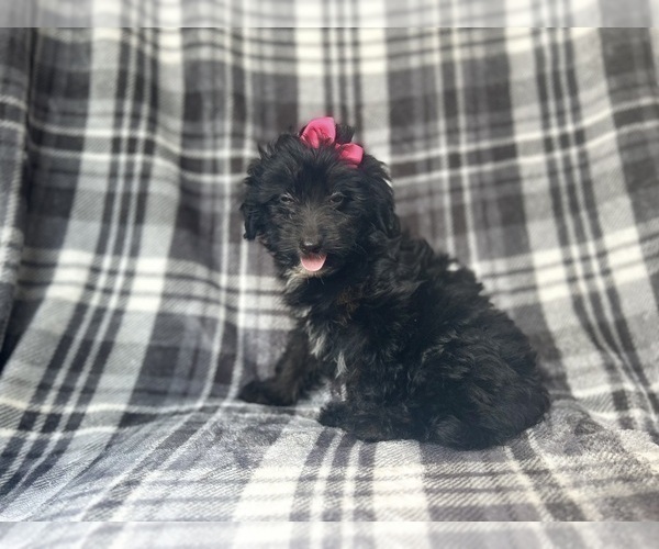 Medium Photo #5 Aussiedoodle Miniature  Puppy For Sale in LAKELAND, FL, USA