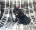 Small #4 Aussiedoodle Miniature 