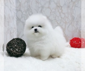 Pomeranian Puppy for sale in FLUSHING, NY, USA