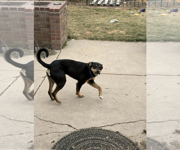 Medium Photo #6 Mutt Puppy For Sale in Sandy, UT, USA