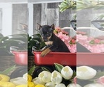 Small #4 Miniature Pinscher