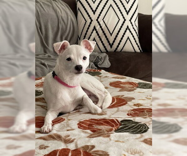 Medium Photo #4 Mutt Puppy For Sale in Pleasanton, CA, USA