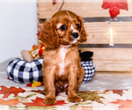 Small #5 Cavalier King Charles Spaniel