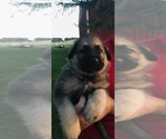 Small Photo #50 German Shepherd Dog Puppy For Sale in APLINGTON, IA, USA