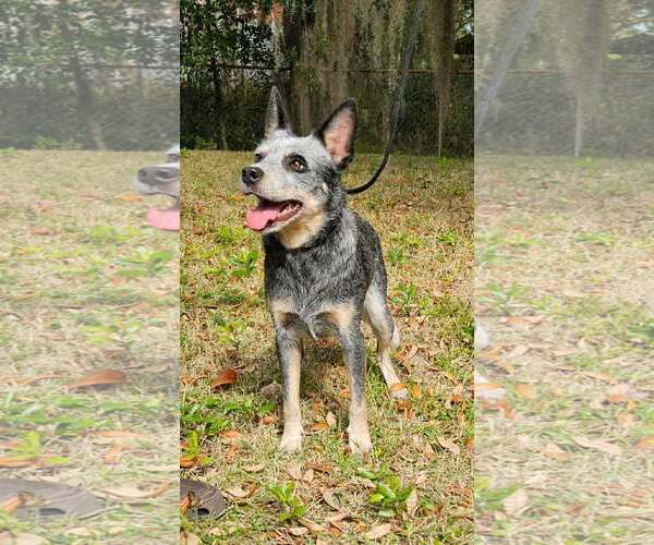 Medium Photo #1 Mutt Puppy For Sale in Oviedo, FL, USA