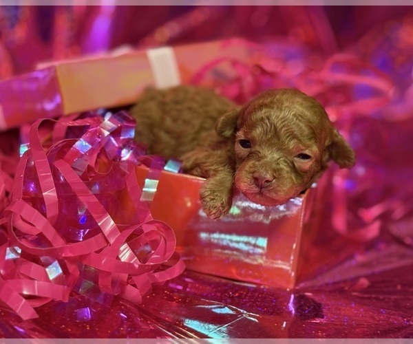 Medium Photo #3 Poodle (Toy) Puppy For Sale in READING, PA, USA