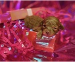 Small #2 Poodle (Toy)