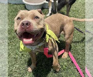 American Staffordshire Terrier-Unknown Mix Dogs for adoption in San Antonio, TX, USA