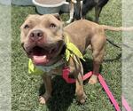 Small American Staffordshire Terrier Mix