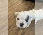 Small Photo #3 English Bulldog Puppy For Sale in GILBERT, AZ, USA
