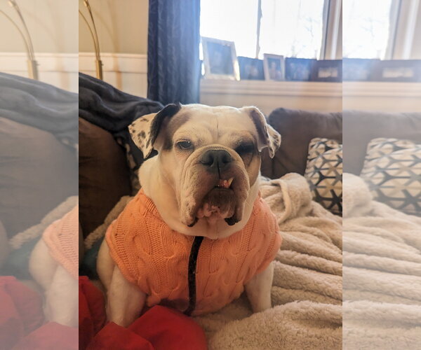 Medium Photo #9 Bulldog Puppy For Sale in St. Louis Park, MN, USA