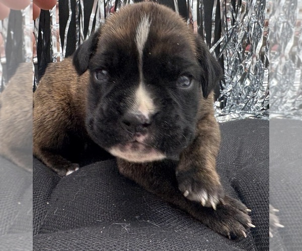 Medium Photo #3 Boxer Puppy For Sale in PAWNEE CITY, NE, USA