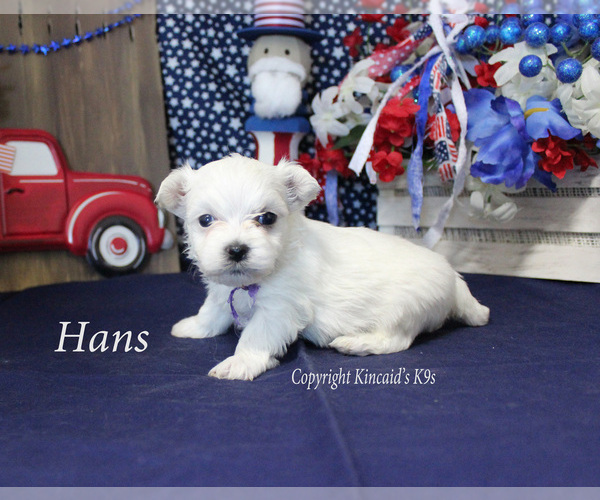 Medium Photo #4 Maltese Puppy For Sale in CHANUTE, KS, USA