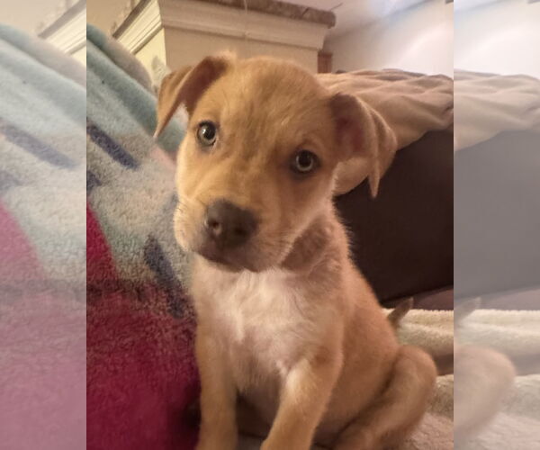 Medium Photo #3 Chocolate Labrador retriever-Unknown Mix Puppy For Sale in Pottstown, PA, USA