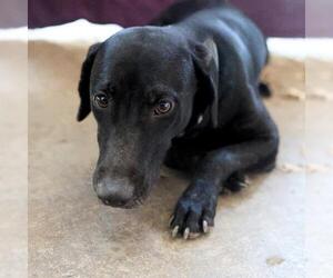 American Staffordshire Terrier-Unknown Mix Dogs for adoption in San Antonio, TX, USA