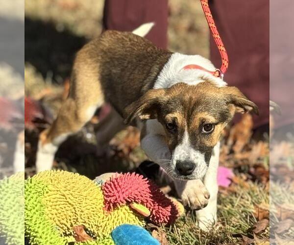 Medium Photo #4 Australian Shepherd-Unknown Mix Puppy For Sale in Yardley, PA, USA